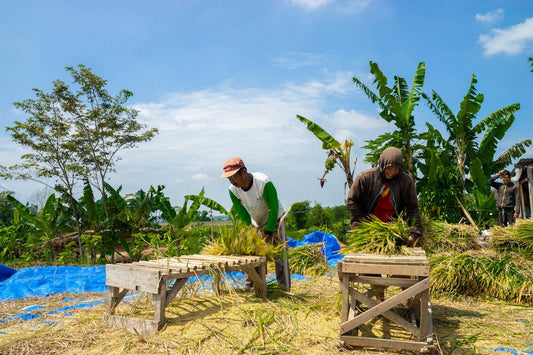 Pessoas trabalhando com agricultura na Amazônia